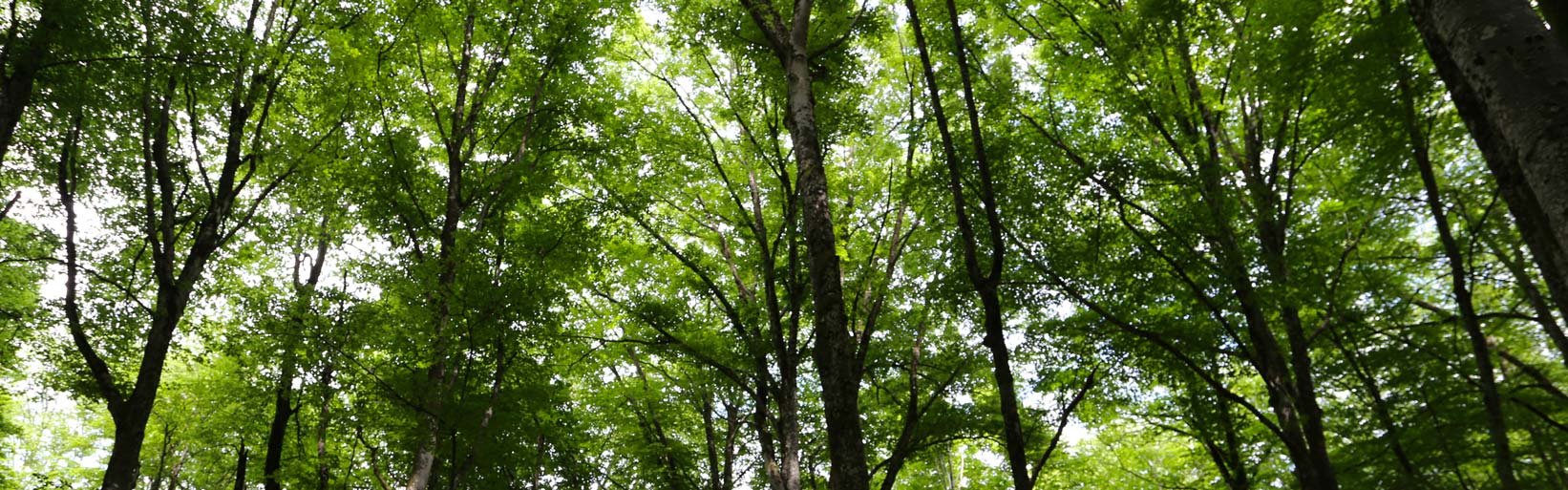 L’investissement en forêt : un placement atypique pour réduire ses impôts