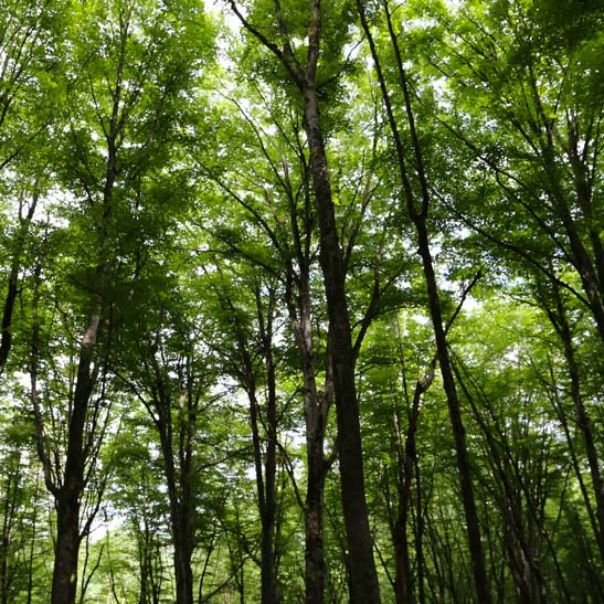 L’investissement en forêt : un placement atypique pour réduire ses impôts